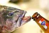 Fish-Drinking-Beer