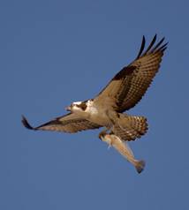 File:Pandion haliaetus -fish -Texas-8-4c.jpg
