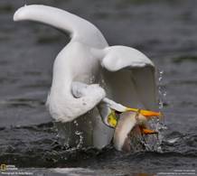 bird versus fish