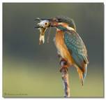 Bird Catches Fish