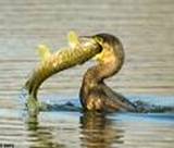 http://t3.gstatic.com/images?q=tbn:TFnbtMzS3WaHWM:http://neatorama.cachefly.net/images/2008-02/pike-swallowed-by-cormorant.jpg