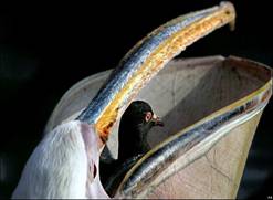 Pelican