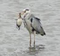 http://t0.gstatic.com/images?q=tbn:twOUoq5cTFTAqM:http://i.dailymail.co.uk/i/pix/2009/09/04/article-1211203-0648F74B000005DC-464_634x476_popup.jpg